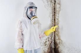 Best Black Mold Removal  in USA